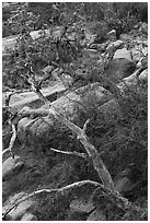 Branches and rocks, Enchanted Rock state park. Texas, USA ( black and white)
