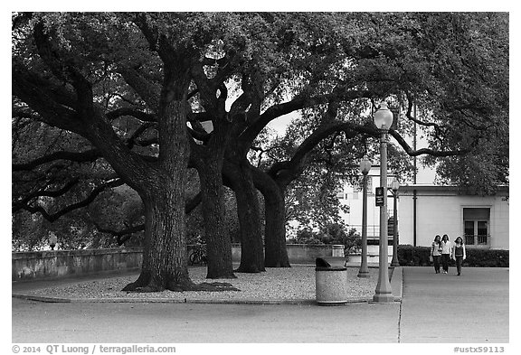 Oak trees on campus, University of Texas. Austin, Texas, USA (black and white)