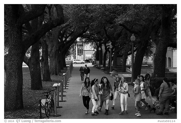 Women students in tree-covered alley, University of Texas. Austin, Texas, USA (black and white)