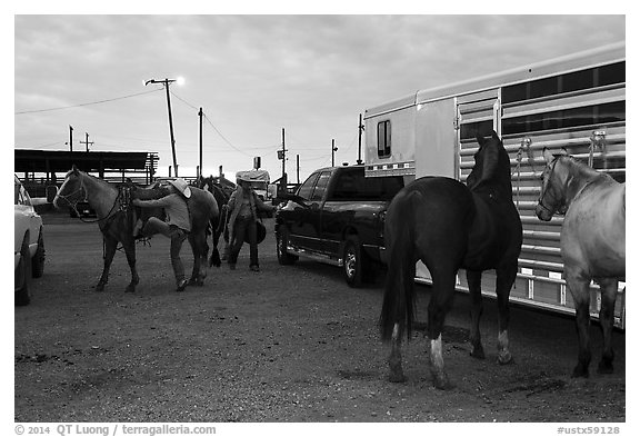 Trailers and horses. Fort Worth, Texas, USA (black and white)