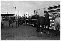 Trailers and horses. Fort Worth, Texas, USA ( black and white)