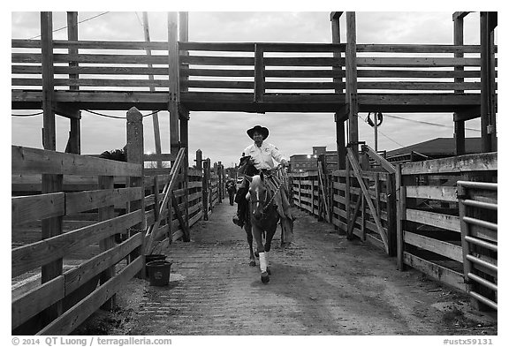 Man riding horse in path between fences. Fort Worth, Texas, USA (black and white)