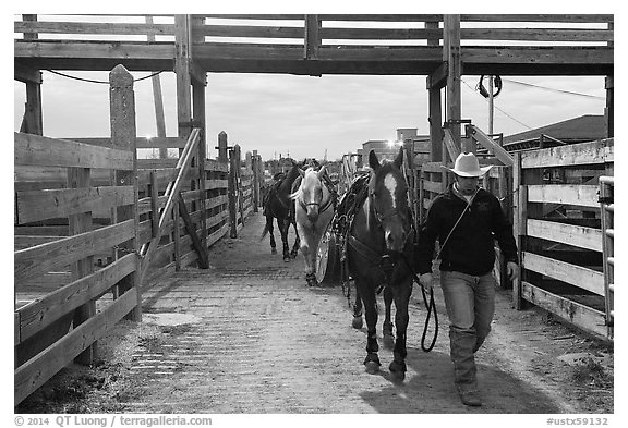 Man leading horse in path between fences. Fort Worth, Texas, USA (black and white)