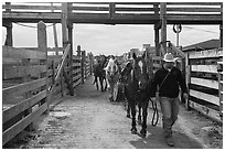 Man leading horse in path between fences. Fort Worth, Texas, USA ( black and white)