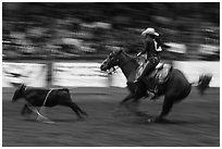 Individual roping, Stokyards Championship Rodeo. Fort Worth, Texas, USA ( black and white)