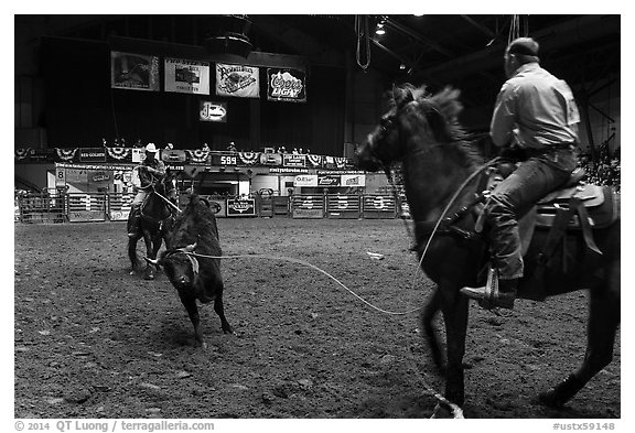 Bull being roped, Stokyards Championship Rodeo. Fort Worth, Texas, USA (black and white)