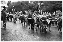 Cowboys drive Longhorn cattle herd through Stockyards street. Fort Worth, Texas, USA ( black and white)