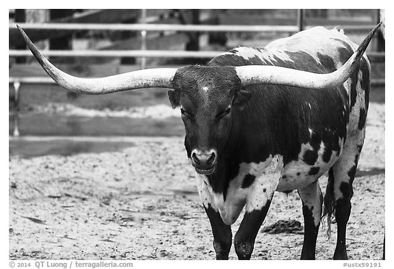 Texas Longhorn. Fort Worth, Texas, USA (black and white)