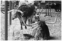 Texas Longhorn in pen. Fort Worth, Texas, USA ( black and white)