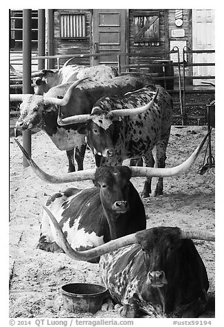 Longhorn cattle in pen. Fort Worth, Texas, USA (black and white)