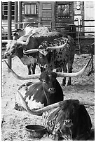 Longhorn cattle in pen. Fort Worth, Texas, USA ( black and white)