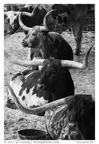 Texas Longhorn steers and cows. Fort Worth, Texas, USA (black and white)