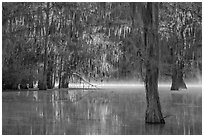 Pictures of Caddo Lake
