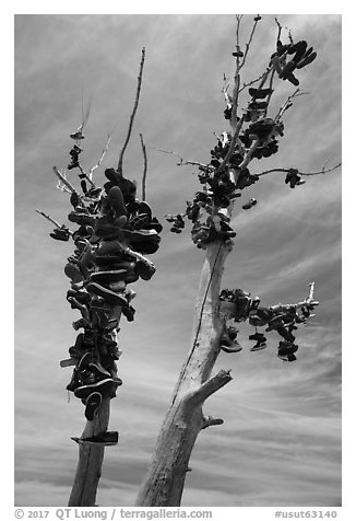 Shoes haning on tree, Highway 50. Nevada, USA (black and white)