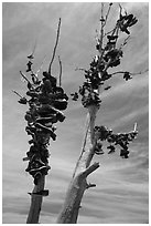 Shoes haning on tree, Highway 50. Nevada, USA ( black and white)