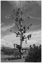 Shoe tree, Highway 50. Nevada, USA ( black and white)
