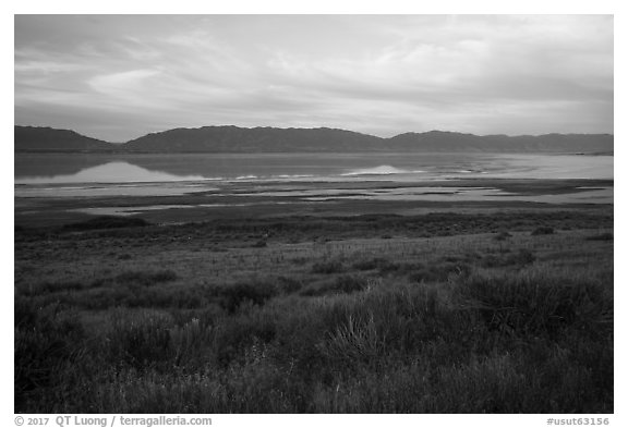 Sagebrush and mountains reflected in Great Salt Lake. Utah, USA (black and white)