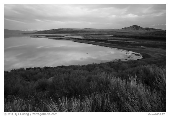 Sagebrush, and Great Salt Lake shore, Antelope Island. Utah, USA (black and white)