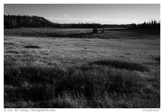 Grasses on Markagunt Plateau. Cedar Breaks National Monument, Utah, USA (black and white)
