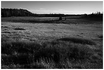Grasses on Markagunt Plateau. Cedar Breaks National Monument, Utah, USA ( black and white)