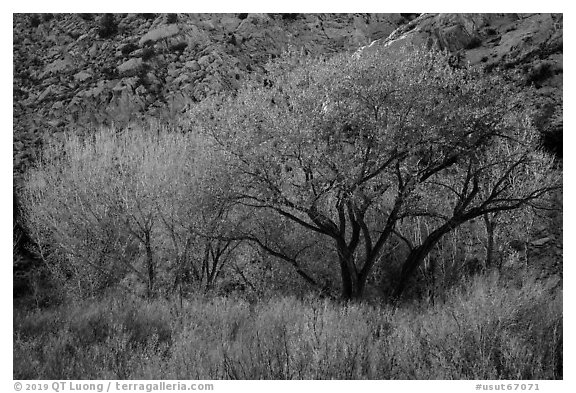 Cottonwood trees and cliff in autumn. Grand Staircase Escalante National Monument, Utah, USA (black and white)