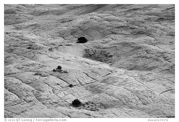 Shrubs and cross-bedded yellow sandstone. Grand Staircase Escalante National Monument, Utah, USA (black and white)