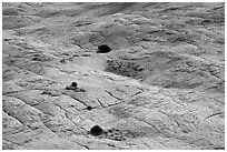 Shrubs and cross-bedded yellow sandstone. Grand Staircase Escalante National Monument, Utah, USA ( black and white)