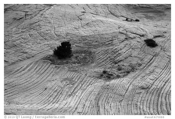 Shrubs and swirling yellow sandstone. Grand Staircase Escalante National Monument, Utah, USA (black and white)