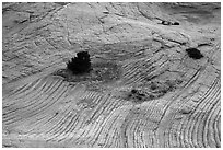 Shrubs and swirling yellow sandstone. Grand Staircase Escalante National Monument, Utah, USA ( black and white)