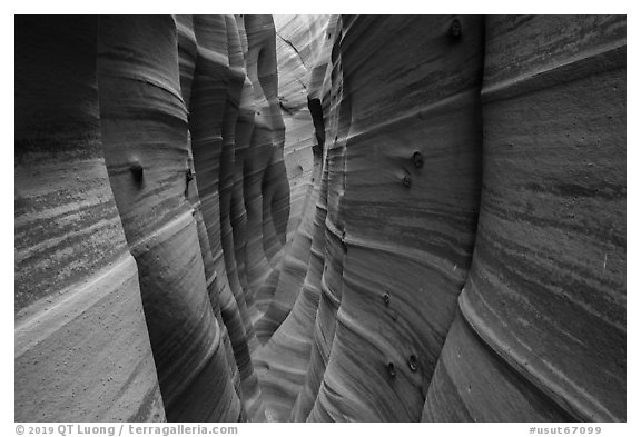 Zebra Slot Canyon with sandstone striations and encrusted moqui marbles,. Grand Staircase Escalante National Monument, Utah, USA (black and white)