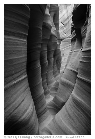 Narrow striated walls, Zebra Slot Canyon. Grand Staircase Escalante National Monument, Utah, USA (black and white)