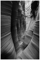 Narrow striated walls, Zebra Slot Canyon. Grand Staircase Escalante National Monument, Utah, USA ( black and white)