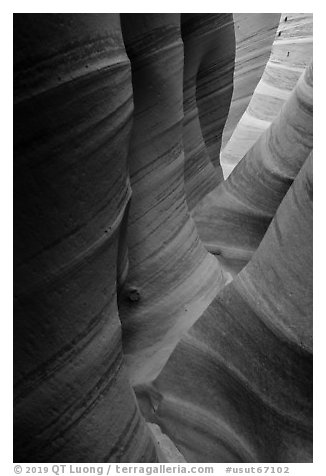 Sandstone with colorful striations, Zebra Slot Canyon. Grand Staircase Escalante National Monument, Utah, USA (black and white)