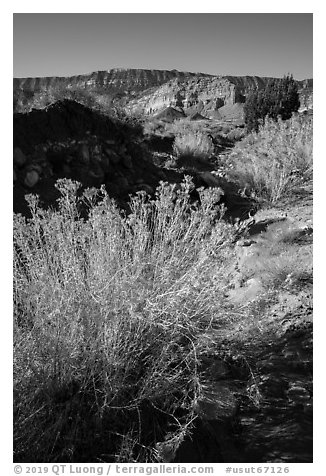 Rabbitbrush and Straight Cliffs, early morning. Grand Staircase Escalante National Monument, Utah, USA (black and white)