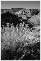 Rabbitbrush and Straight Cliffs, early morning. Grand Staircase Escalante National Monument, Utah, USA ( black and white)