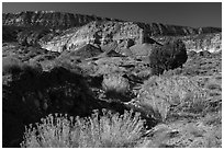Rabbitbrush in bloom and Straight Cliffs. Grand Staircase Escalante National Monument, Utah, USA ( black and white)