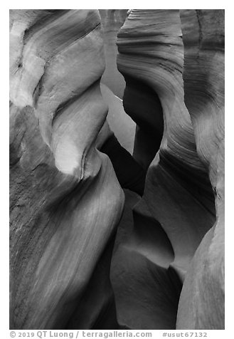 Sculpted walls, Peek-a-Boo slot canyon. Grand Staircase Escalante National Monument, Utah, USA (black and white)