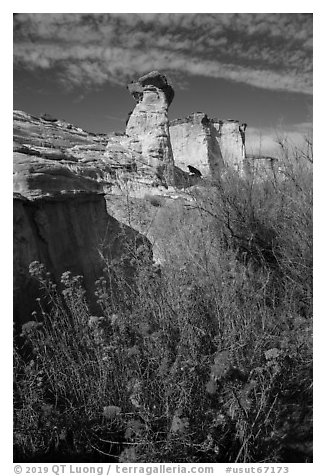 Rabbitbrush in bloom and caprock. Grand Staircase Escalante National Monument, Utah, USA (black and white)
