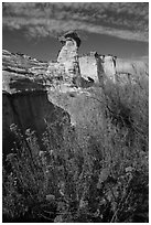 Rabbitbrush in bloom and caprock. Grand Staircase Escalante National Monument, Utah, USA ( black and white)