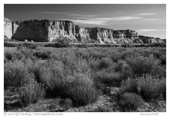 Rabbitbrush and cliffs bordering Wahweap Wash. Grand Staircase Escalante National Monument, Utah, USA (black and white)