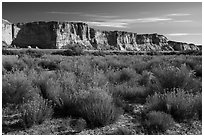 Rabbitbrush and cliffs bordering Wahweap Wash. Grand Staircase Escalante National Monument, Utah, USA ( black and white)