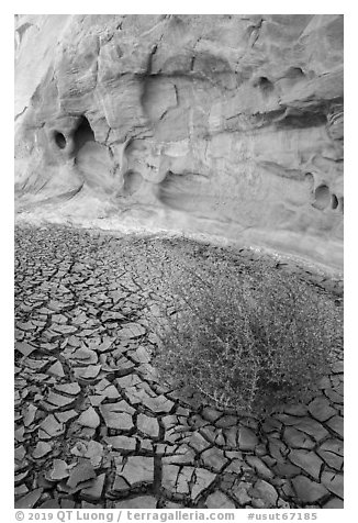Dried mud, tumbleweed, and cliff. Grand Staircase Escalante National Monument, Utah, USA (black and white)