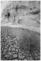Dried mud, tumbleweed, and cliff. Grand Staircase Escalante National Monument, Utah, USA ( black and white)