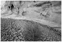 Wash with cracked mud, tumbleweed, and cliff. Grand Staircase Escalante National Monument, Utah, USA ( black and white)