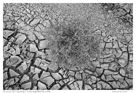 Close-up of tumbleweed, and cracked dried mud. Grand Staircase Escalante National Monument, Utah, USA (black and white)
