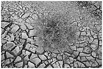 Close-up of tumbleweed, and cracked dried mud. Grand Staircase Escalante National Monument, Utah, USA ( black and white)