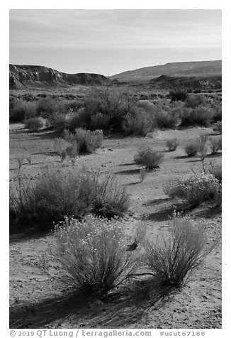 Shrubs in Wahweap Wash. Grand Staircase Escalante National Monument, Utah, USA (black and white)