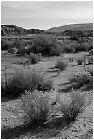 Shrubs in Wahweap Wash. Grand Staircase Escalante National Monument, Utah, USA ( black and white)