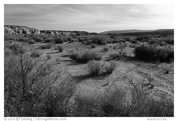 Desert shrubs in Wahweap Wash. Grand Staircase Escalante National Monument, Utah, USA (black and white)