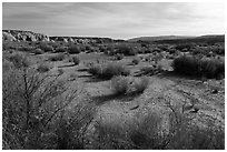 Desert shrubs in Wahweap Wash. Grand Staircase Escalante National Monument, Utah, USA ( black and white)